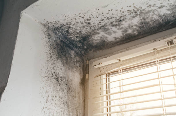 Affordable Mold Cleanup solutions in Brentwood, MD